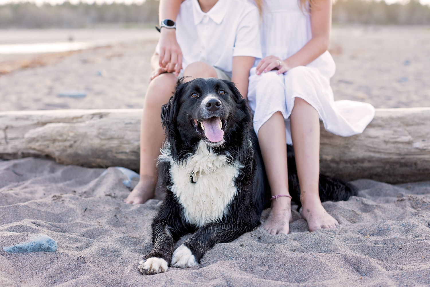 Image of dog laying on the sand